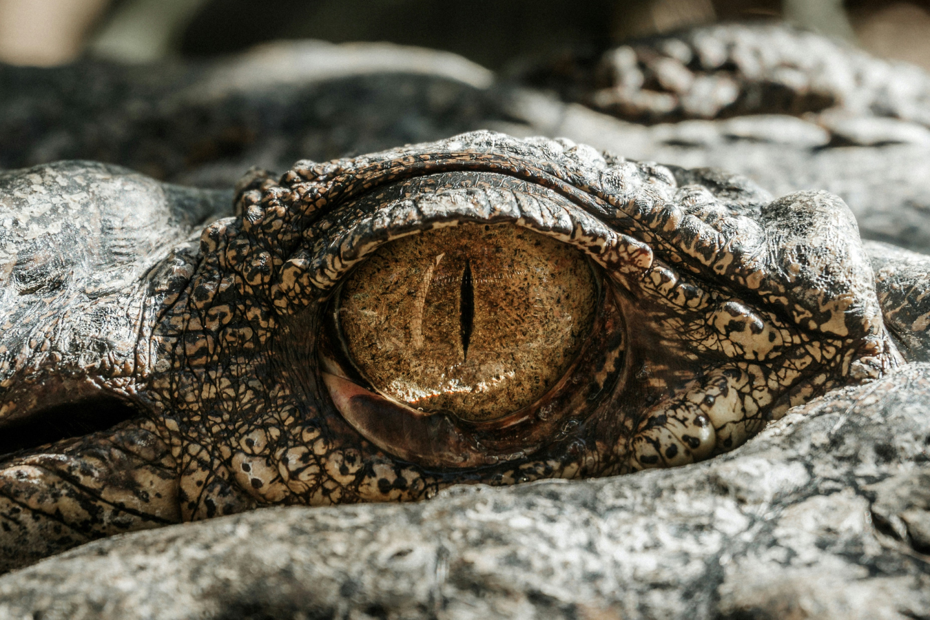 Close up of alligator's eye.